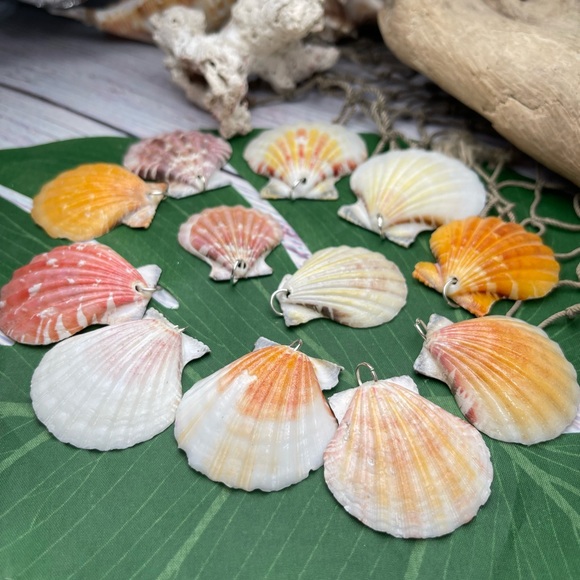 REAL Seashells Scallop Shells Pendants /Charms Lot with silver tone jump rings - Picture 5 of 16